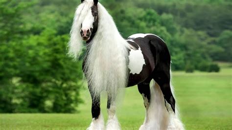 tinker_exotic_1|tinker.